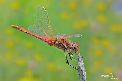 Sympetrum fonscolombi