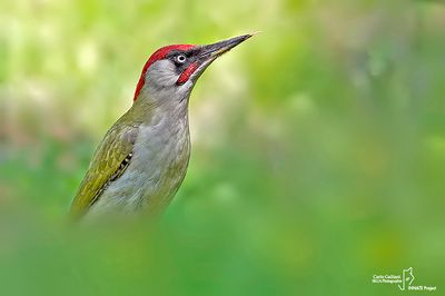 Picchio verde-Green Woodpecker (Picus viridis)