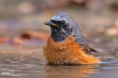 Codirosso - Common Redstart (Phoenicurus phoenicurus)