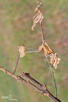 Gongylus gongylodes 