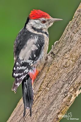 Picchio rosso mezzano - Middle Spotted Woodpecker (Dendrocopos medius)