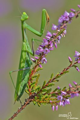 European mantis - Mantis religiosa