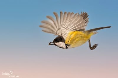 Cinciallegra -Great Tit (Parus major)