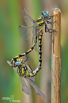 Dragonflies in love