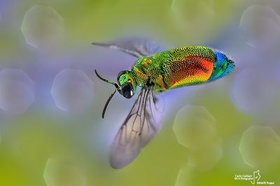 Imenotteri- Hymenoptera