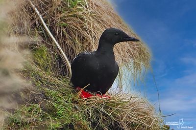 Uria nera- Black Guillemot(Cepphus grylle)