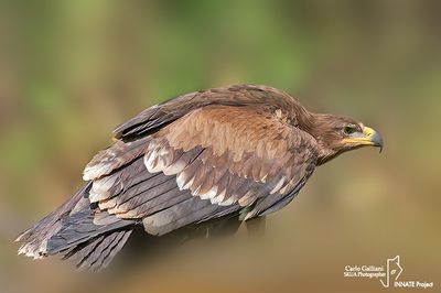 Aquila delle steppe (Aquila nipalensis)