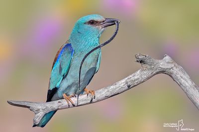 Ghiandaia marina-European Roller (Coracias garrulus)