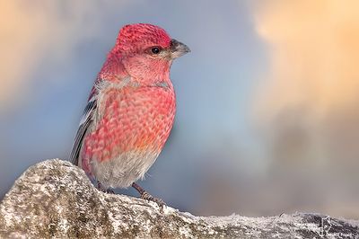 Ciuffolotto delle pinete -Pine Grosbeak( Pinicola enucleator)