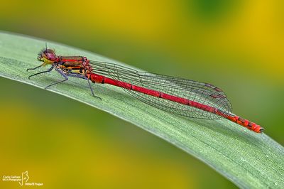 Pyrrhosoma nymphula