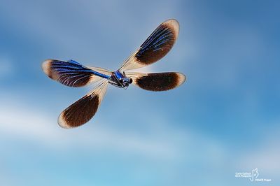 Calopteryx splendens
