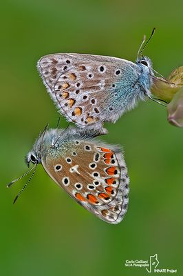 Lycaenidae