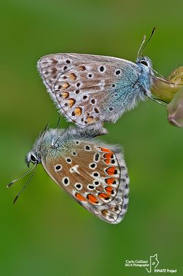 Polyommatus sp