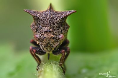 Centrotus cornutus