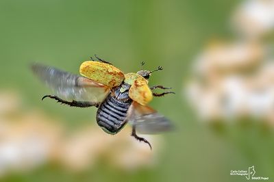 Hoplia argentea