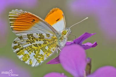 Anthocharis cardamines