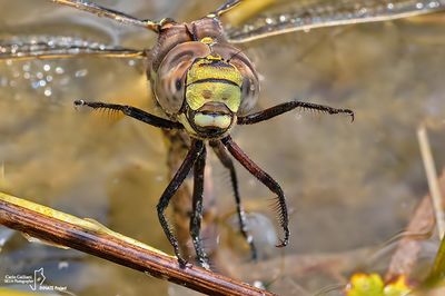 Aeshnidae - Gomphidae