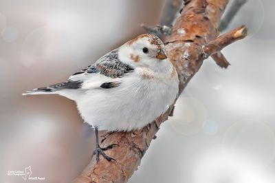 Zigolo delle nevi -Snow Bunting (Plectrophenax nivalis)