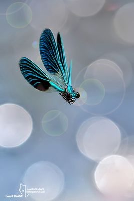 Calopteryx splendens