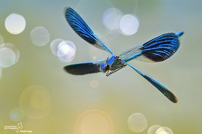 Calopteryx splendens