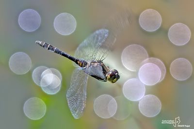 Dragonflies in flight