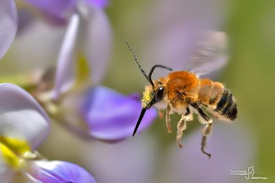 Eucera longicornus