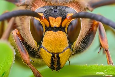 Calabrone - Hornet (Vespa crabro)