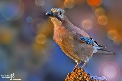 Ghiandaia -Eurasian Jay(Garrulus glandarius)