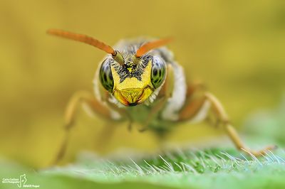 Nomada sp