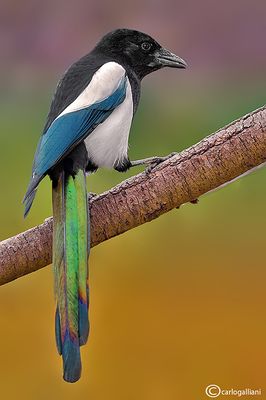 Gazza -Eurasian Magpie (Pica pica)