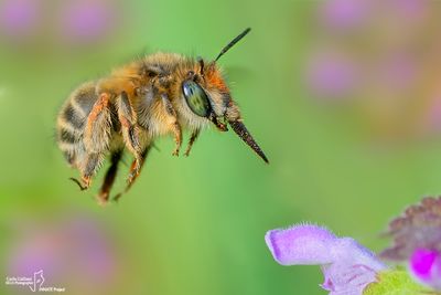 Anthophora sp plumipes114.jpg