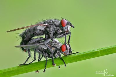 Sarcophaga carnaria