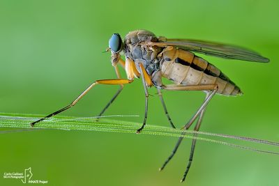 Rhagio tringarius02.jpg