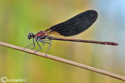 calopteryx haemorhoidalis41.jpg