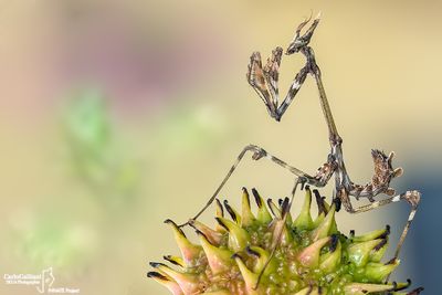 empusa pennata64-4.jpg