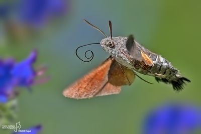 Lepidoptera - Macroglossum stellatarum 1.jpg