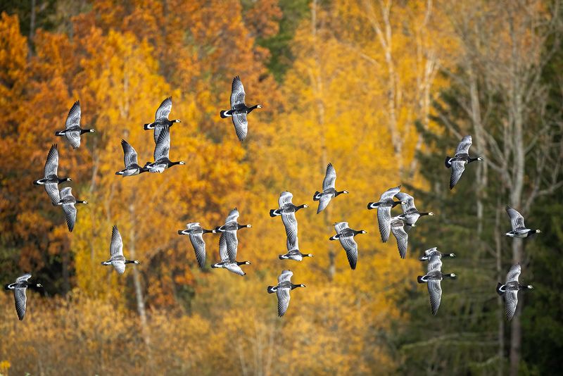 Barnacle goose