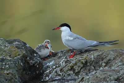 Common tern