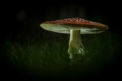 Fly agaric1