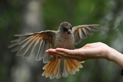 Song Birds