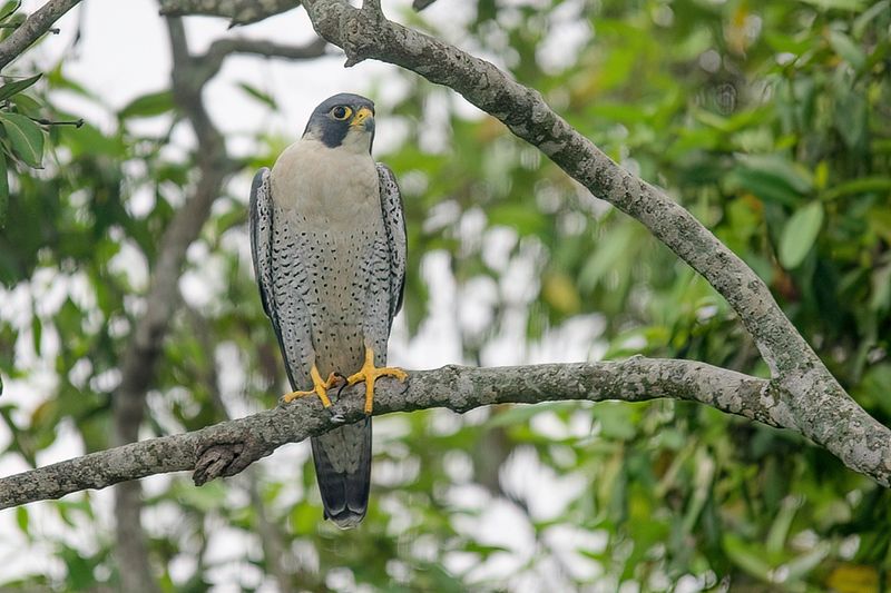 Perigrine Falcon