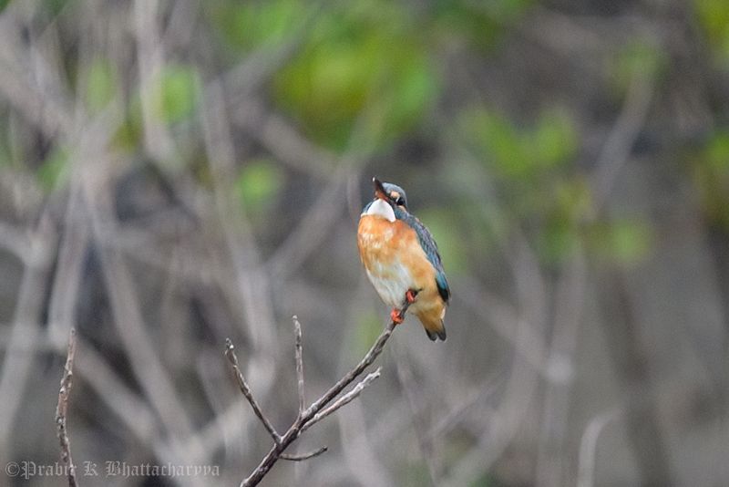 Common Kingfisher (Eurasian Kingfisher)
