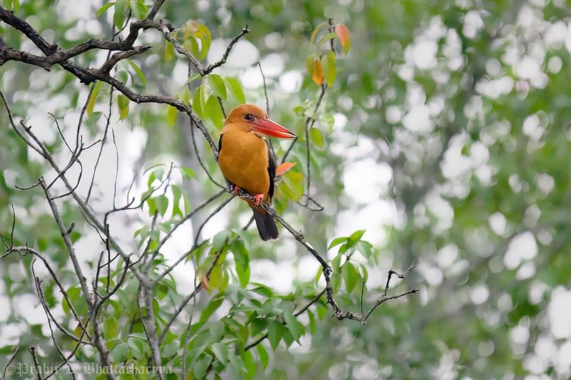 Brown-winged Kingfisher