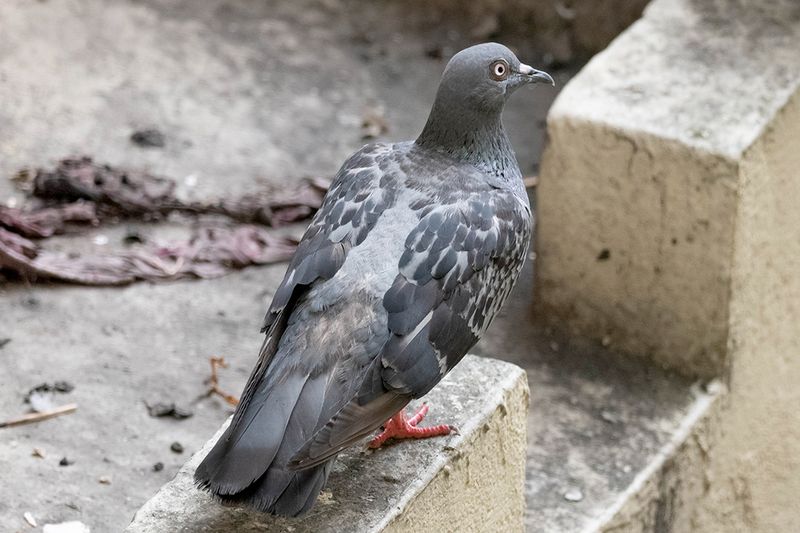 Pigeon