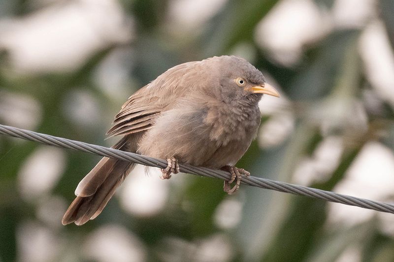Jungle babbler
