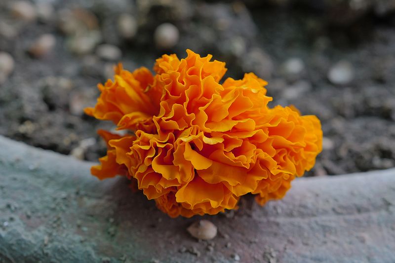 Fallen marigold