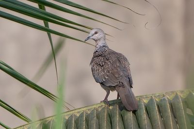 Spotted dove