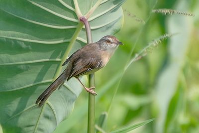 Jungle prinia