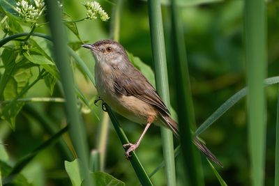 Jungle prinia