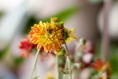 Chrysanthemum